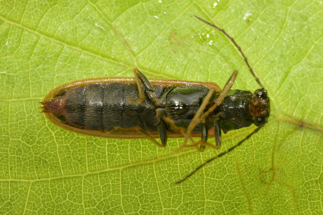 Elateridae: Denticollis sp.?  No, Campylomorphus homalisinus